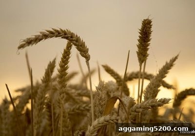 洗码优惠全攻略：捕鱼达人单机版平台返水机制与实操指南